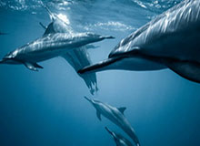 【欧联杯】贝尔中柱造进球凯恩助攻 热刺2比0夺头名